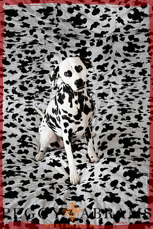 Bindi_spots__border
