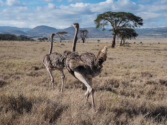 Africa-169