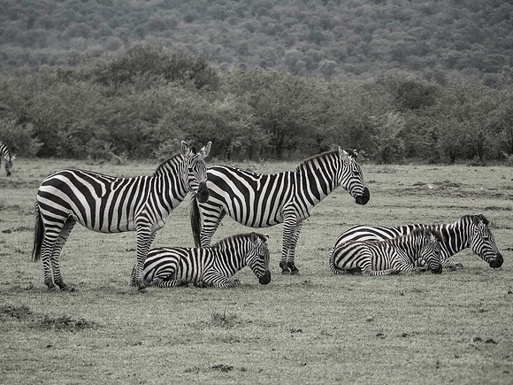 Africa-195