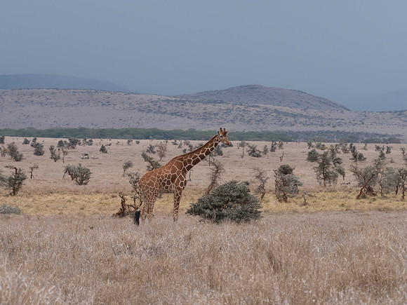 Africa-10