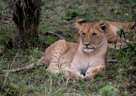 Africa-205