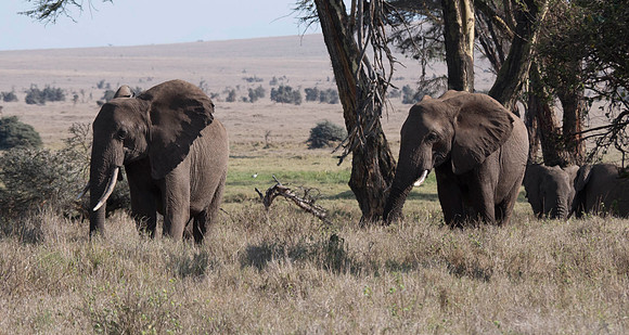 Africa-173