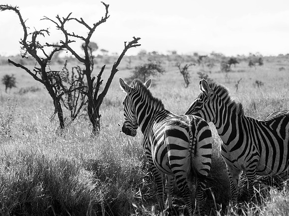 Africa-174