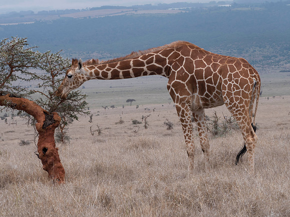 Africa-13