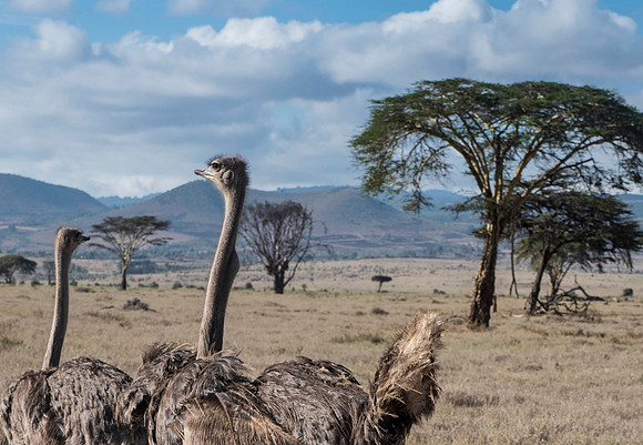 Africa-170
