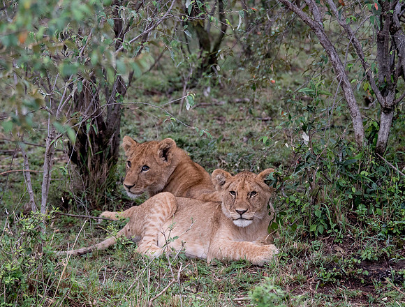 Africa-204