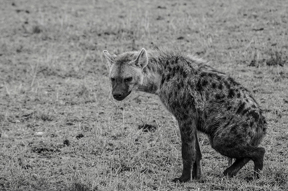 Africa-213