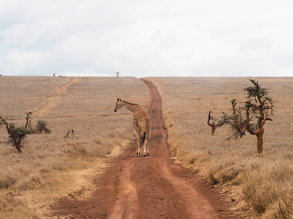 Africa-15