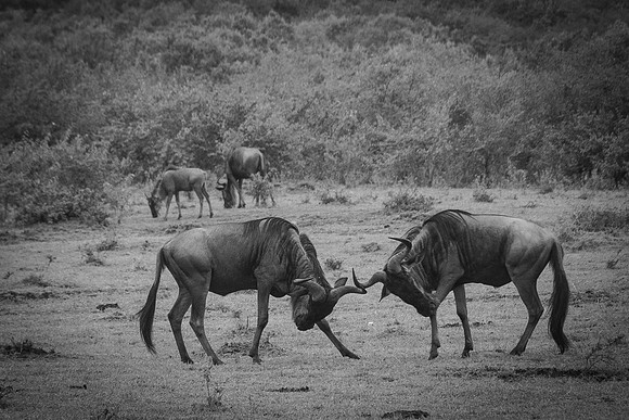 Africa-198