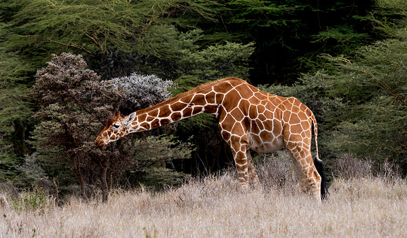 Africa-19
