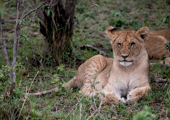 Africa-206