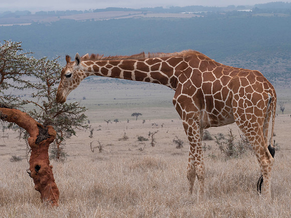Africa-12