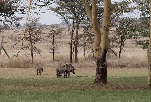 Africa-21