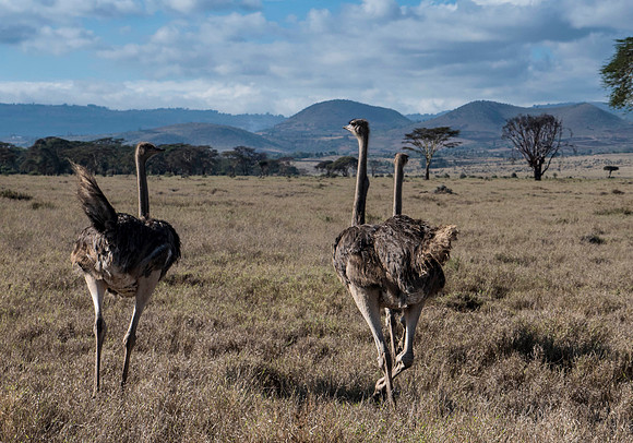 Africa-171