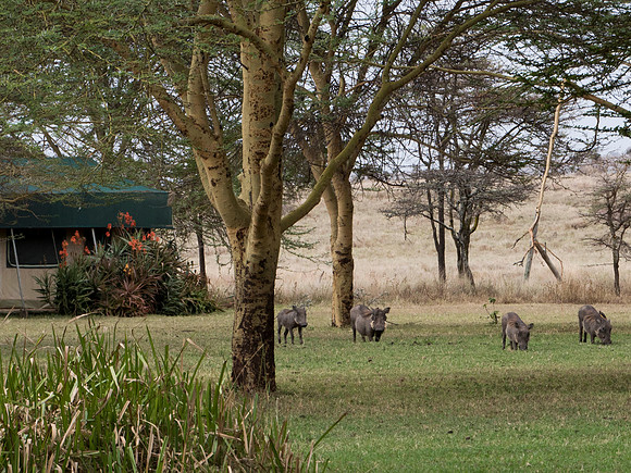 Africa-20