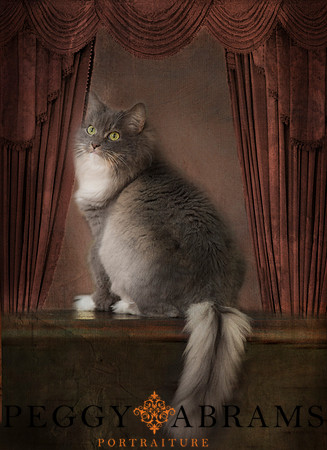 pet_portrait_extedned