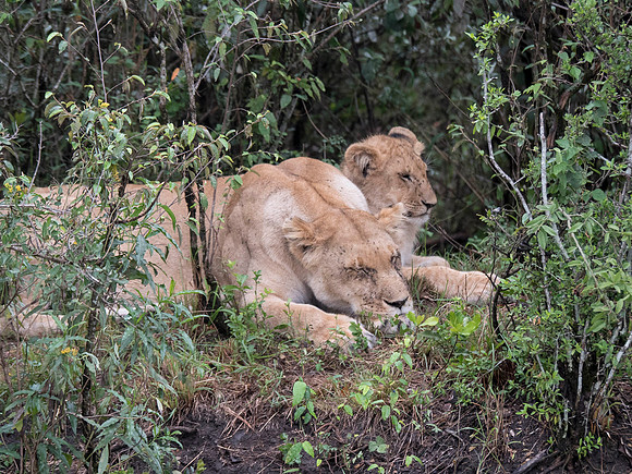 Africa-208