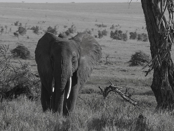Africa-172
