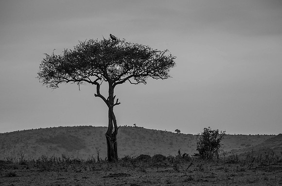 Africa-201