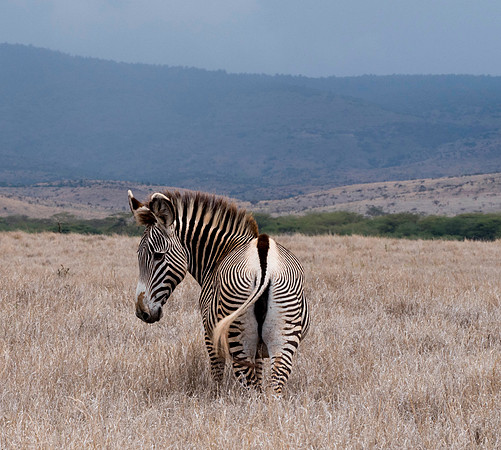 Africa-17