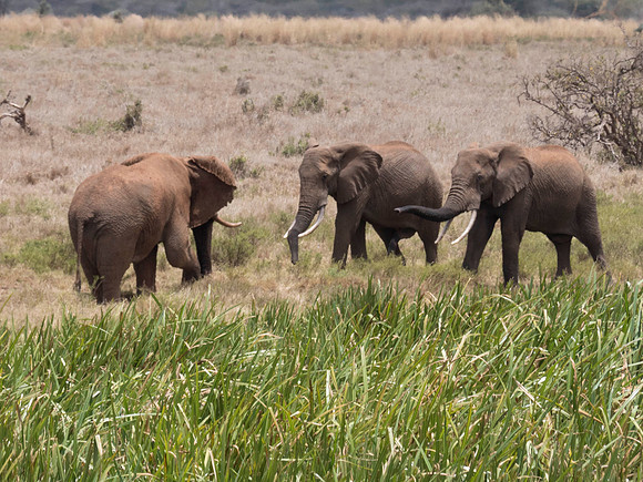 Africa-2