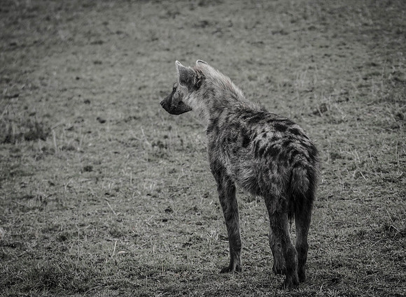 Africa-211