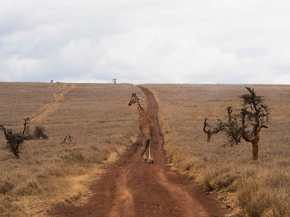 Africa-14