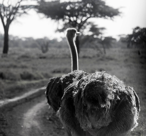 Africa-168