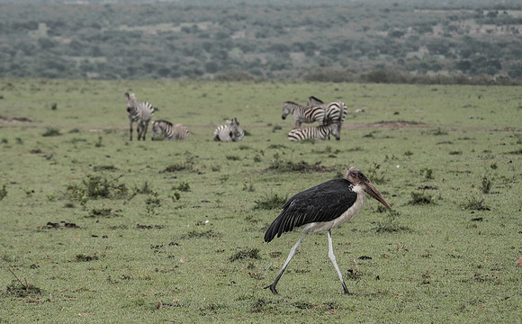 Africa-200