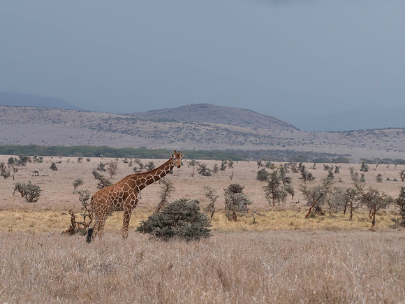 Africa-11