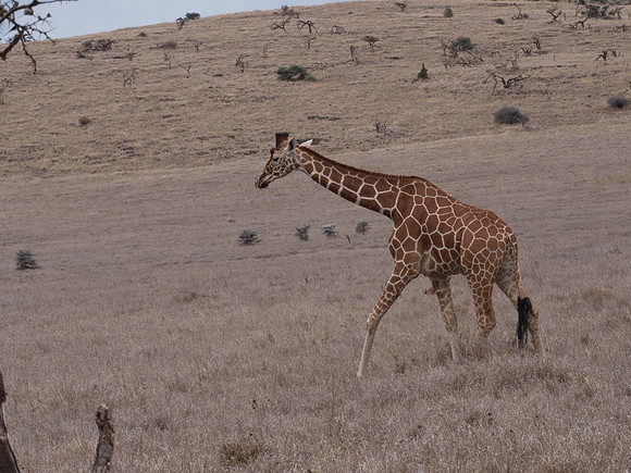 Africa-16