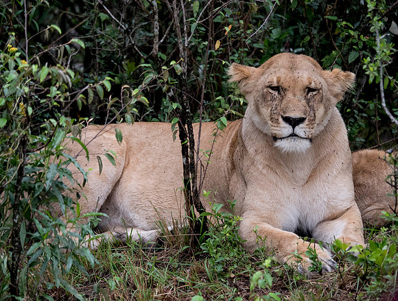 Africa-210