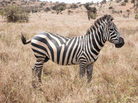 Africa